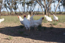 Load image into Gallery viewer, FERTILE EGGS- HERITAGE CHICKENS & DUCKS & TURKEY