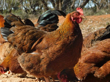 Load image into Gallery viewer, FERTILE EGGS- HERITAGE CHICKENS & DUCKS & TURKEY