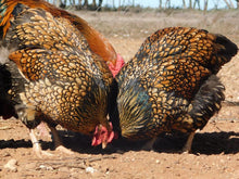 Load image into Gallery viewer, FERTILE EGGS- HERITAGE CHICKENS & DUCKS & TURKEY