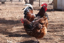 Load image into Gallery viewer, FERTILE EGGS- HERITAGE CHICKENS & DUCKS & TURKEY