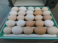 Load image into Gallery viewer, ORBIT 24/50 EGG INCUBATOR FULLY AUTOMATIC