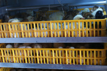 Load image into Gallery viewer, FULLY AUTOMATIC 88/ 264/ 352/ 440/ 528 TILT EGG INCUBATOR & HATCHER