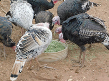 Load image into Gallery viewer, 2kg Organic Lucerne (Alfalfa) chaff Rabbit ginea pig chickens ducks feed
