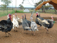 Load image into Gallery viewer, FERTILE EGGS- HERITAGE CHICKENS & DUCKS & TURKEY