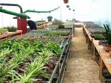 Load image into Gallery viewer, Hot air cenral heating solid fuel furnce... for poultry, greenhouse...
