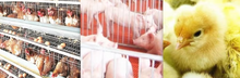 Load image into Gallery viewer, Hot air cenral heating solid fuel furnce... for poultry, greenhouse...