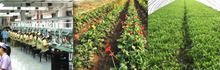 Load image into Gallery viewer, Hot air cenral heating solid fuel furnce... for poultry, greenhouse...