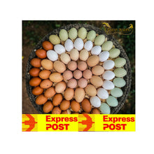 Load image into Gallery viewer, FERTILE EGGS- HERITAGE CHICKENS & DUCKS & TURKEY