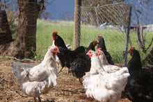 Load image into Gallery viewer, FERTILE EGGS- HERITAGE CHICKENS & DUCKS & TURKEY