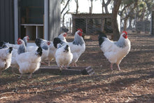 Load image into Gallery viewer, FERTILE EGGS- HERITAGE CHICKENS & DUCKS & TURKEY