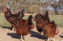 Load image into Gallery viewer, FERTILE EGGS- HERITAGE CHICKENS & DUCKS & TURKEY