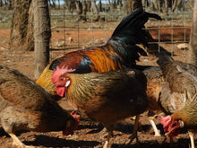 Load image into Gallery viewer, FERTILE EGGS- HERITAGE CHICKENS & DUCKS & TURKEY