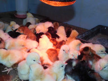 Load image into Gallery viewer, FERTILE EGGS- HERITAGE CHICKENS & DUCKS & TURKEY