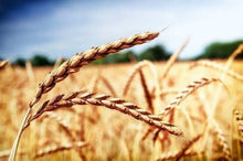 Load image into Gallery viewer, 100% ORGANIC AUSTRALIAN SPELT GRAINS- FREE POSTAGE