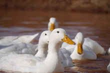 Load image into Gallery viewer, FERTILE EGGS- HERITAGE CHICKENS & DUCKS & TURKEY