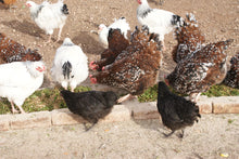 Load image into Gallery viewer, GRASS CUTTER CHOPPER ANIMAL POULTRY FEED