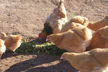 Load image into Gallery viewer, GRASS CUTTER CHOPPER ANIMAL POULTRY FEED