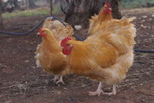 Load image into Gallery viewer, FERTILE EGGS- HERITAGE CHICKENS &amp; DUCKS
