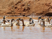 Load image into Gallery viewer, FERTILE EGGS- HERITAGE CHICKENS &amp; DUCKS &amp; TURKEY
