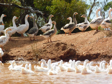 Load image into Gallery viewer, FERTILE EGGS- HERITAGE CHICKENS &amp; DUCKS &amp; TURKEY

