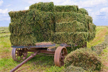 Load image into Gallery viewer, LUCERNE ALFALFA PASTURE SEEDS STOCKFEED- WINTER ACTIVE 9
